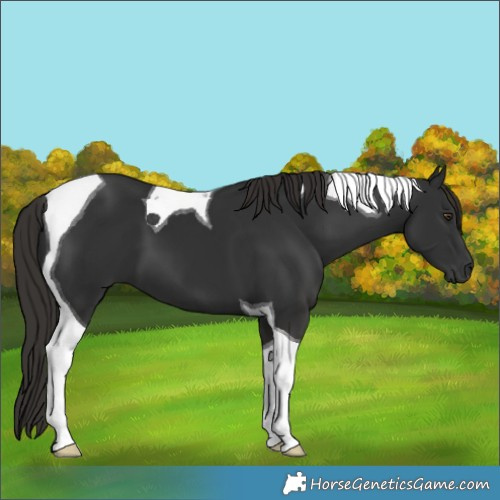 Horse Color:Liver Chestnut Tobiano 