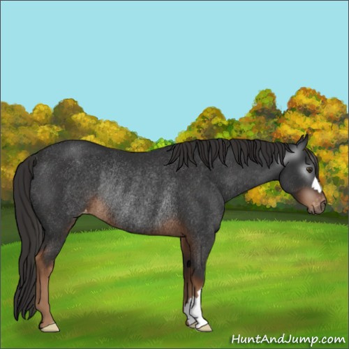 Horse Color:Gray Liver Chestnut Appaloosa Rabicano