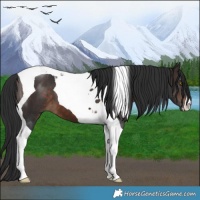 Horse Color:Brown Tobiano 