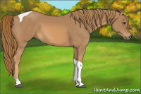 Horse Color:Chestnut Tobiano 