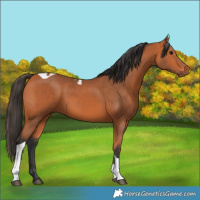 Horse Color:Bay Tobiano 