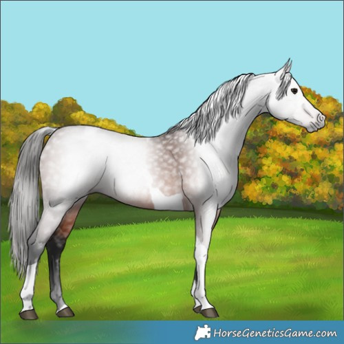 Horse Color:Gray Bay Tobiano 