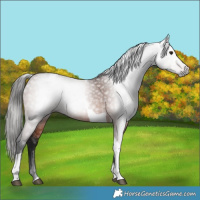 Horse Color:Gray Bay Tobiano 