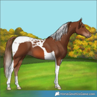 Horse Color:Chestnut Tobiano 