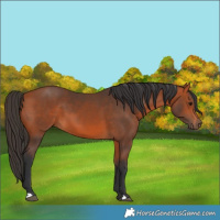 Horse Color:Bay 