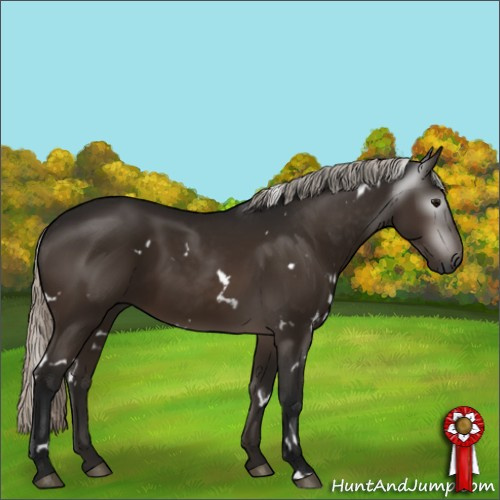 Horse Color:Gray White Spotted Silver Brown 