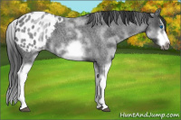 Horse Color:White Spotted Blue Roan Splash Frame Appaloosa 