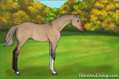 Horse Color:Gray Silver Brown Dun Tobiano Rabicano 