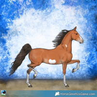 Horse Color:Bay Splash Frame