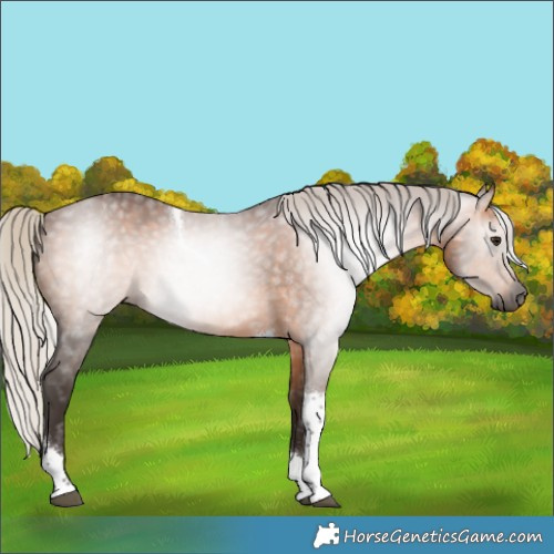 Horse Color:Gray Silver Bay Tobiano 
