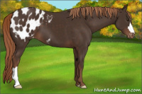 Horse Color:Liver Chestnut Appaloosa