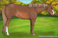 Horse Color:Chestnut 