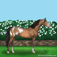 Horse Color:Gray Amber Champagne Roan Tobiano Frame Appaloosa 