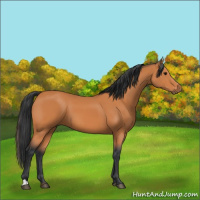 Horse Color:Bay 