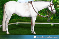 Horse Color:Gray Gold Champagne Roan Tobiano Frame Near Leopard 