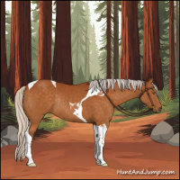 Horse Color:Silver Buckskin Tobiano Rabicano 