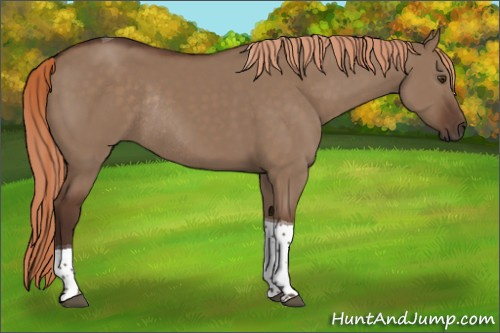 Horse Color:Liver Red Dun Tobiano Rabicano 