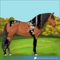 Horse Color:Bay Tobiano 