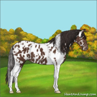 Horse Color:White Spotted Bay Tobiano Appaloosa 