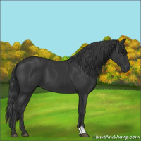 Horse Color:Black 