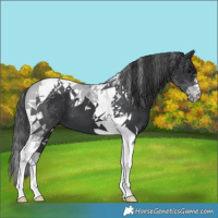 Horse Color:Black Tobiano 