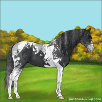 Horse Color:Black Tobiano 