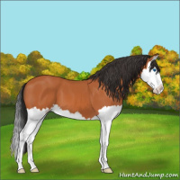 Horse Color:Bay Splash 