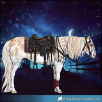 Horse Color:Palomino Sabino Rabicano