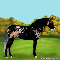 Horse Color:White Spotted Bay Splash Tobiano