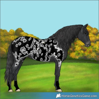 Horse Color:Black Near Leopard 