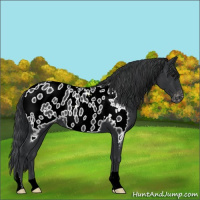 Horse Color:Black Appaloosa 
