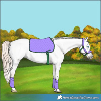 Horse Color:Gray Perlino Roan Dun Tobiano Frame Appaloosa 