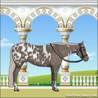 Horse Color:White Spotted Silver Black Tobiano Appaloosa 