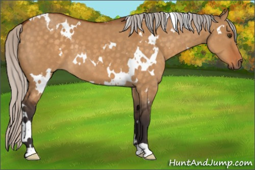 Horse Color:White Spotted Silver Buckskin Dun 