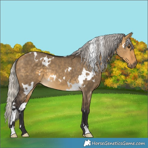 Horse Color:White Spotted Silver Buckskin Dun 