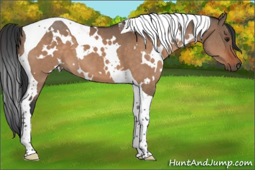 Horse Color:White Spotted Brown Dun Tobiano 