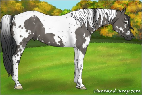 Horse Color:White Spotted Grullo Tobiano 