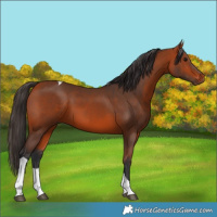 Horse Color:Bay Tobiano 