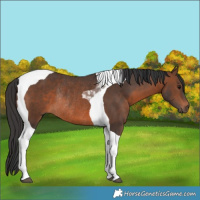 Horse Color:Brown Tobiano Rabicano 