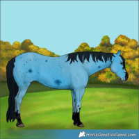 Horse Color:ERROR: UNKNOWN ANOMALY