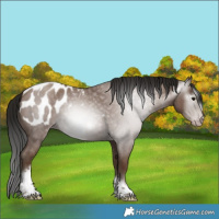 Horse Color:Gray Classic Champagne Roan Tobiano Frame Appaloosa