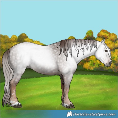 Horse Color:Gray Chestnut 