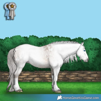 Horse Color:Gray Amber Champagne Roan Tobiano Frame Appaloosa 