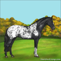 Horse Color:Black Appaloosa Rabicano 