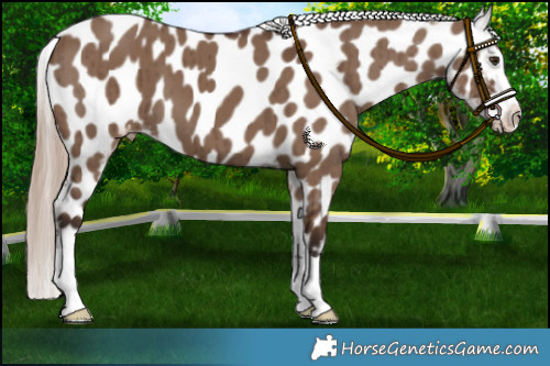 Horse Color:Liver Red Dun Appaloosa Brindle