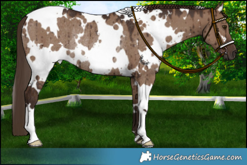 Horse Color:White Spotted Liver Red Dun Rabicano Brindle 