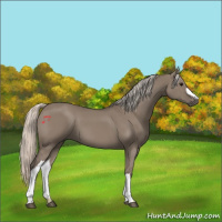 Horse Color:Silver Grullo 
