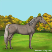 Horse Color:Silver Grullo 