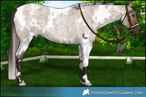 Horse Color:White Spotted Liver Red Dun Roan 