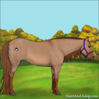 Horse Color:Red Dun 
